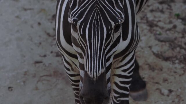 Closeup view of zebra face with bold black and white stripes in Bali zoo. Wildlife detail showing animal features, texture, symmetry and calm behavior in enclosure.