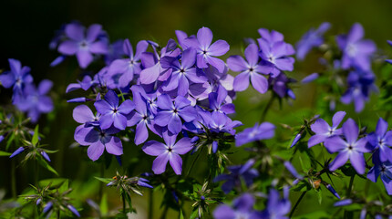 Delicate phlox flowers appear in a fresh spring background. Spring flowers and phlox create a calm background. Phlox blossoms decorate a bright spring background.