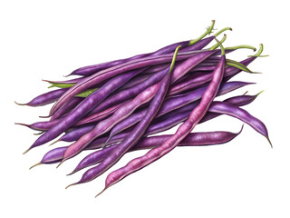 Watercolor Pile of Purple Beans isolated on a transparent background