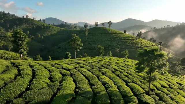 Tea plantations nestled in misty mountains unfold with serene tranquility, perfectly capturing the essence of peaceful retreats for stock media buyers seeking to convey serenity and.