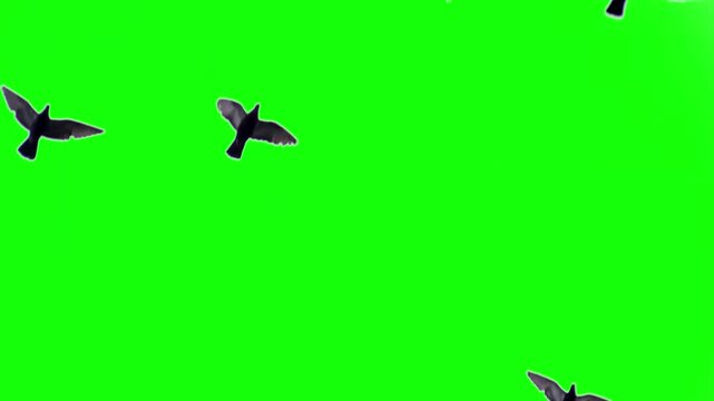  Doves fly over head green screen video doves flying pigeon green screen effect video footage