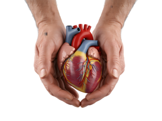 Hands holding a human heart model isolated on transparent background