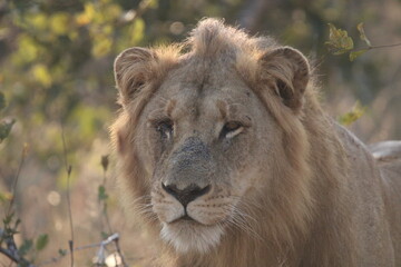 Male Lion in the bush stunning