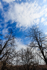 Sky, clouds and branches in sunny day