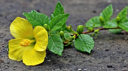 Bright yellow blossom with green foliage rests upon a dark textured surface