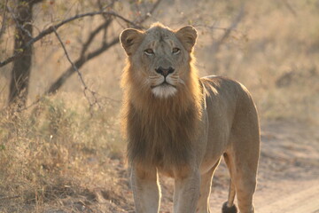 Male Lion in the bush stunning