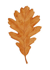 Fototapeta premium Autumn maple leaf illustration