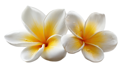 Two frangipani flowers blooming, displaying white petals with vibrant yellow centers, featuring delicate dew drops, isolated with a transparent background