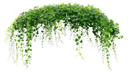 Green lush ivy vines forming an archway, creating a natural frame, border, or corner element with fresh foliage against a transparent background