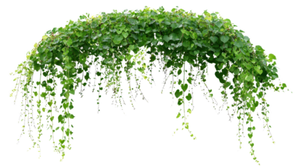 Green lush ivy vines forming an archway, creating a natural frame, border, or corner element with fresh foliage against a transparent background