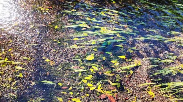 湧水が流れる小川　阿蘇