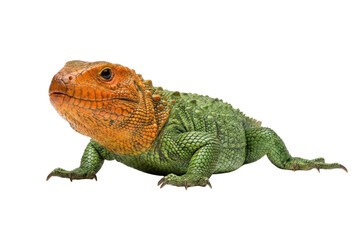 Obraz premium Northern caiman lizard isolated. Green and orange reptile.