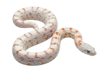 White corn snake with orange spots isolated. Rare reptile.