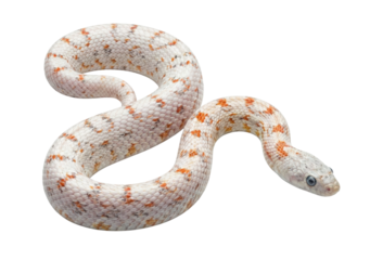 White corn snake with orange spots isolated. Rare reptile.