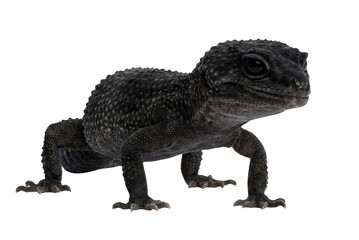 Obraz premium Black night leopard gecko isolated. Melanistic lizard pet.