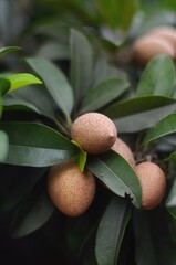 Tropical Fruit Delight: A close-up shot captures the exquisite detail of sapodilla fruit, still attached to its verdant branch, showcasing the natural beauty and the freshness of the harvest. 
