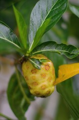 Noni Fruit Up Close: a close-up image of a vibrant noni fruit hanging amidst its lush green foliage, revealing its unique textured surface and distinctive appearance.