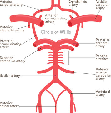 大脳動脈輪のイラスト circle of willis illustration