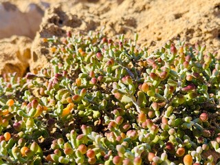 Artistic close-up of Zygophyllum fontanesii set against warm yellow shell limestone, contrasting fleshy green leaves with sunlit coastal rock on the Cape Greco Peninsula, Cyprus