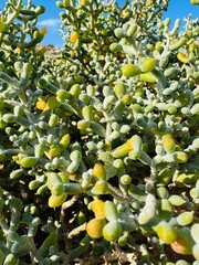 Close-up of Zygophyllum fontanesii growing on the Cape Greco Peninsula, Cyprus. A drought-tolerant coastal plant with fleshy leaves, adapted to rocky terrain and Mediterranean climate