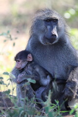 Obraz premium Baboon mother with tiny baby