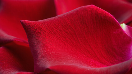 Deep Red Rose Petal Macro.