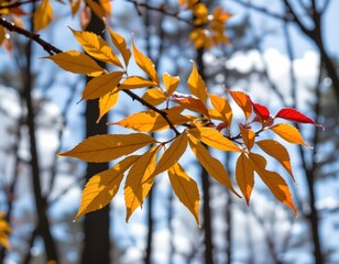 Sunlit Golden Leaves Against Misty