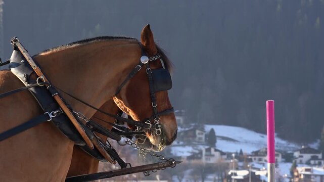 Harnessed horses breathing in cold winter air