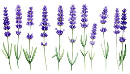 Watercolor lavender flowers collection on white background, botanical illustration.
