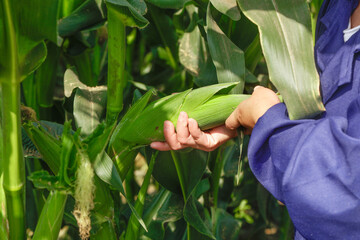 Farmer Harvesting Fresh Corn in Zhangzhou Plantation Field
