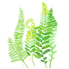 fern leaf isolated on white background