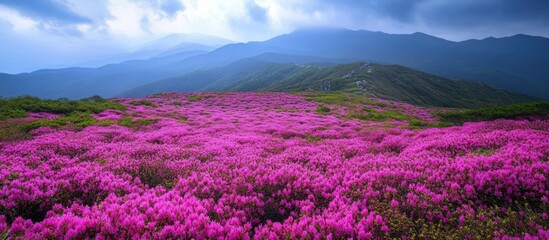 Panoramic view of a mountainside covered in vibrant pink rhododendrons