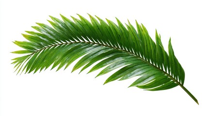 A stunning green palm leaf rests elegantly on a white background. This natural element brings life and freshness to any design. Perfect for tropical themes and nature concepts. Generative AI