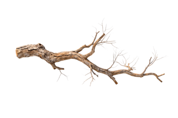 Dry Tree Branch with Bare Twigs Isolated on White