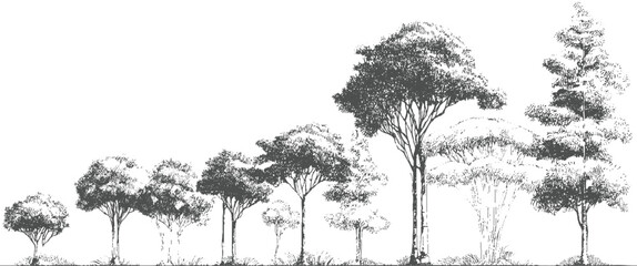 Row of diverse trees in a line style with varying heights and foliage forest nature