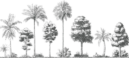 Collection of diverse trees and palm trees in a line style tropical nature 1 foliage © appl