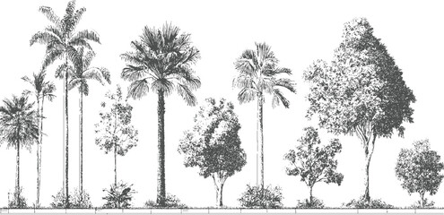 Line of various palm trees and leafy trees in a row against a white background plant © appl