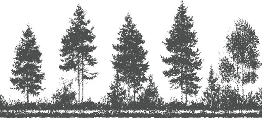 Silhouette forest landscape with various coniferous and deciduous trees and undergrowth nature © appl