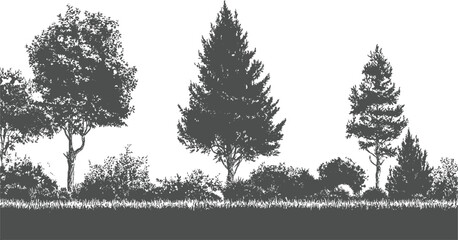 Silhouette of diverse trees and bushes against a white background nature forest © appl