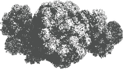 Detailed grayscale of dense foliage and leaves against a white background tree nature botanical