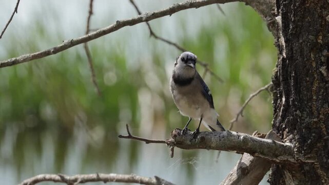 Blue Jay bird perched on a tree branch looking around in a natural forest setting