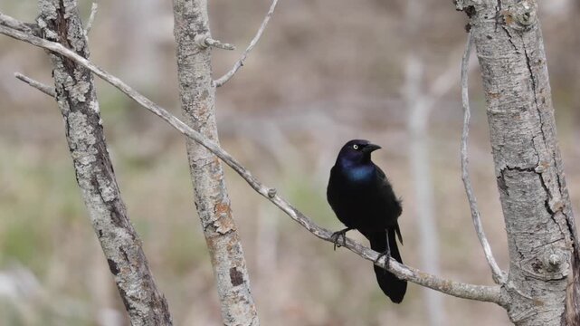 Common grackle bird perched on a dry tree branch cleaning its beak in the forest