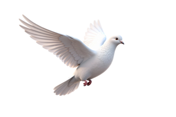 White Pigeon Flying in Mid-Air