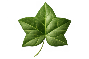 Green ivy leaf isolated on transparent background showing fresh foliage and botanical detail