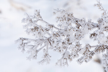 Frost and snow covered branches in winter