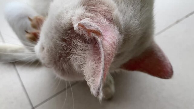 close up video, a cute white cat, licking its paws.