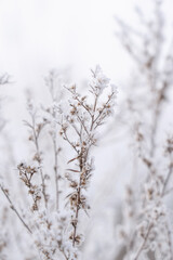 Naklejka premium Frost and snow covered grass in winter