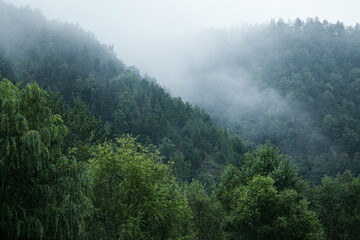 Obraz premium Misty Mountain Forest with Morning Clouds and Dense Green Trees in Atmospheric Natural Landscape