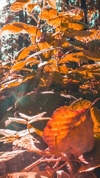 Summer Autumn Forest Transition Time Lapse. Branches Foliage Turn Yellow Autumn. Close-up View On Spider Web And Fallen Leaf. Forest Wild Raspberries. From Summer Green To Autumn Yellow Time-lapse