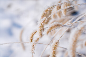 Fototapeta premium Frost and snow covered grass in winter